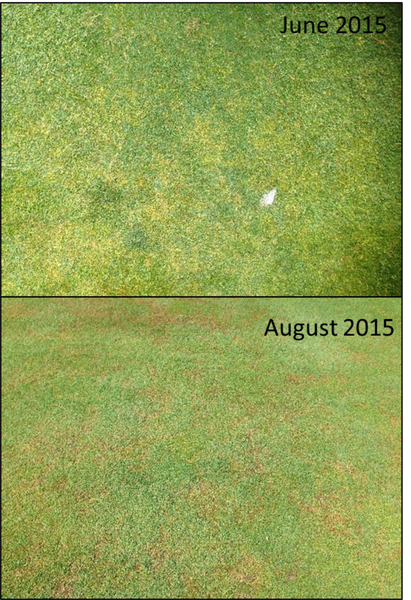light yellow patches of damage in June, brown patches in August.